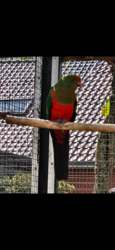 Australische Koningsparkiet man van 07/2024. + DNA papieren., Dieren en Toebehoren, Vogels | Parkieten en Papegaaien, Parkiet