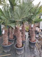 Trachycarpus fortunei : winterharde palmboom, In pot, Halfschaduw, Lente, Ophalen