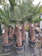 Trachycarpus fortunei : winterharde palmboom, Tuin en Terras, In pot, Halfschaduw, Lente, Ophalen