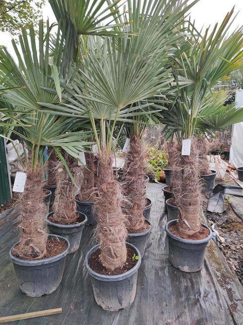 Trachycarpus fortunei : winterharde palmboom, Tuin en Terras, Planten | Bomen, Palmboom, 100 tot 250 cm, Halfschaduw, Lente, In pot