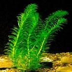 zuurstofplanten, Ophalen, Gebruikt