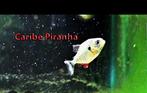 Pygocentrus caribe 6/7 cm  lot de 2, Vis, Zoetwatervis