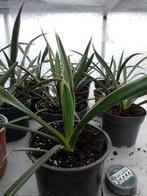 yucca camaresona, Tuin en Terras, Planten | Tuinplanten, Ophalen