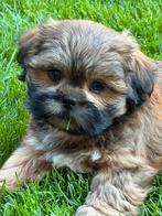 Lhasa apso pups reutjes, Dieren en Toebehoren, België, Overige rassen, CDV (hondenziekte), 8 tot 15 weken