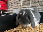 schattig dwerghangoorkonijn wit/grijs zoekt nieuwe thuis!, Dieren en Toebehoren, Konijnen, Mannelijk, Klein, Hangoor, 0 tot 2 jaar
