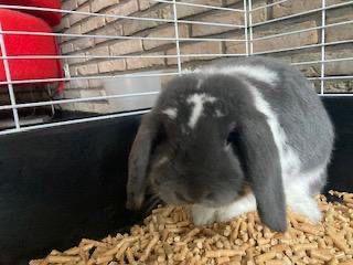 schattig dwerghangoorkonijn wit/grijs zoekt nieuwe thuis!, Dieren en Toebehoren, Konijnen, Klein, Mannelijk, 0 tot 2 jaar, Hangoor