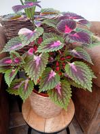 Coleus, Huis en Inrichting, Kamerplanten, Ophalen