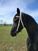 Leuke drachtige 3 jarige friese merrie, Dieren en Toebehoren, Paarden, Merrie, 3 tot 6 jaar, Onbeleerd, Gechipt