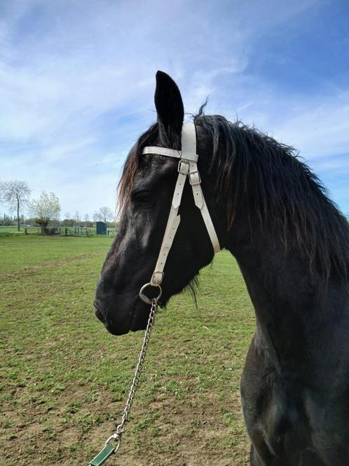 Leuke drachtige 3 jarige friese merrie, Dieren en Toebehoren, Paarden, Merrie, Onbeleerd, 165 tot 170 cm, 3 tot 6 jaar, Recreatiepaard
