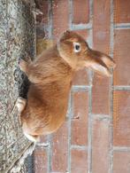 Vaal van Bourgondië ram