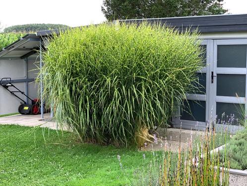 Miscanthus "zebrinus", Jardin & Terrasse, Plantes | Jardin, Plante fixe, Graminées ornementales, Plein soleil, Automne, Enlèvement