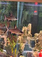 Zilver haaitjes, Vis, Zoetwatervis