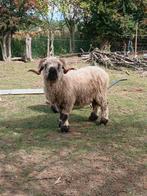 Walliser schwarznase, Dieren en Toebehoren, Schapen, Geiten en Varkens, Meerdere dieren, Schaap, 0 tot 2 jaar