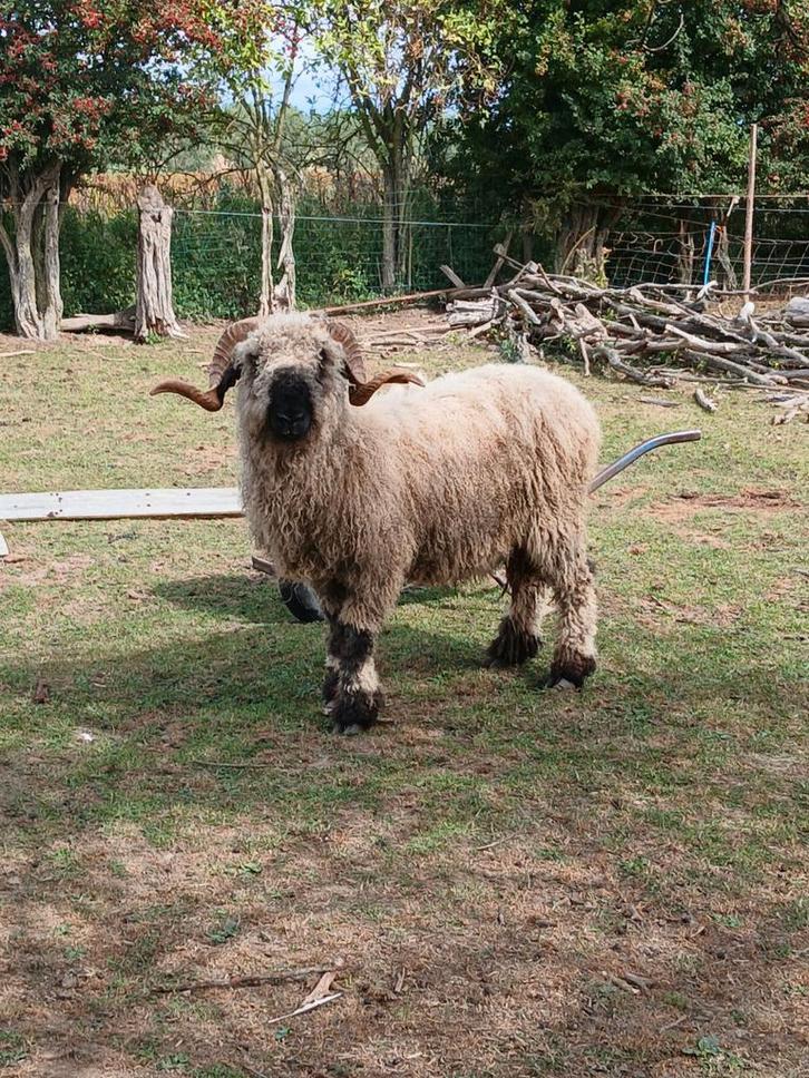 Walliser schwarznase, Dieren en Toebehoren, Schapen, Geiten en Varkens, Schaap, Meerdere dieren, 0 tot 2 jaar