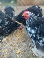 Cochin kriel, Dieren en Toebehoren, Pluimvee