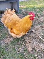 Orpington buff haan, Dieren en Toebehoren, Pluimvee, Mannelijk, Kip