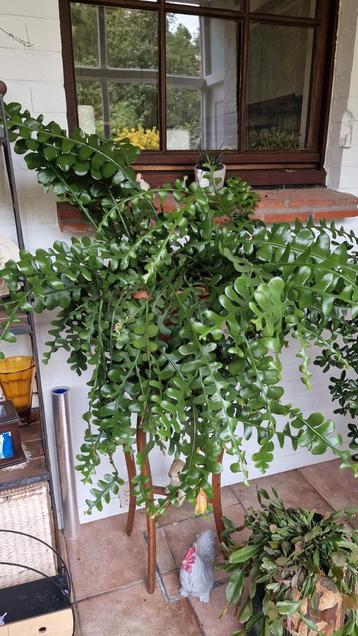 Epiphyllum Anguliger - Zaagcactus
 beschikbaar voor biedingen