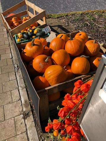 Pompoenen groot en klein beschikbaar voor biedingen