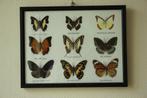 Taxidermie opgezette vlinders in kader, Collections, Collections Animaux, Insecte, Utilisé, Animal empaillé, Enlèvement ou Envoi