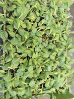 witte kool planten, Zakelijke goederen, Landbouw | Aardappelen, Groenten, Fruit en Vlees, Ophalen