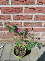 geranium sanguinium, Tuin en Terras, Planten | Tuinplanten, Vaste plant, Lente, Ophalen