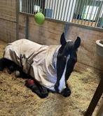 Gezocht!, Dieren en Toebehoren, Ruin, 165 tot 170 cm, 11 jaar of ouder