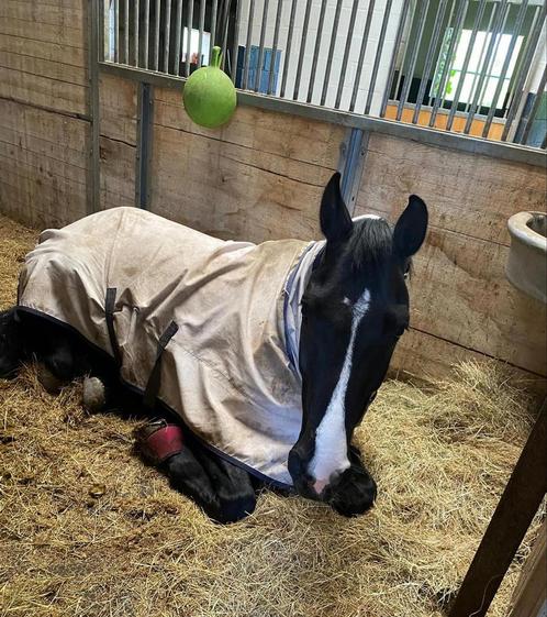 Gezocht!, Dieren en Toebehoren, Paarden, Ruin, 165 tot 170 cm, 11 jaar of ouder