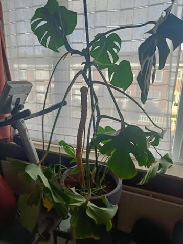 Monstera/gaatjesplant beschikbaar voor biedingen