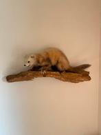 Kwalitatief opgezette marter, Ophalen of Verzenden, Zo goed als nieuw