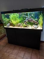 aquarium, Animaux & Accessoires, Poissons | Aquariums & Accessoires, Enlèvement ou Envoi