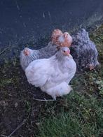 Cochin kriel hennetjes te koop, Dieren en Toebehoren, Pluimvee