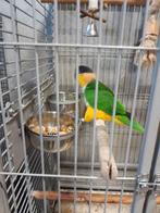 Caique man, Dieren en Toebehoren, Vogels | Parkieten en Papegaaien, Mannelijk, Papegaai, Pratend