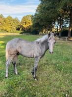 Connemara hengstenveulen, Dieren en Toebehoren, Pony's, Gechipt, Springpony, 0 tot 2 jaar, Hengst