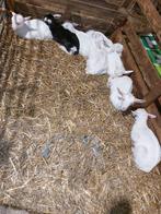 Chevrettes laitières, Femelle, Chèvre, 0 à 2 ans