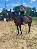14jarige merrie, Dieren en Toebehoren, Paarden, Merrie