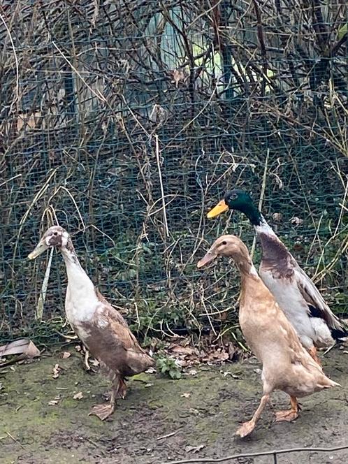 Broedeieren loopeend, Dieren en Toebehoren, Pluimvee, Eend, Geslacht onbekend
