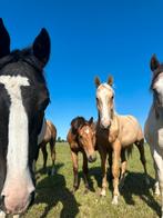 Prachtige top gefokte jaarlingen, Dieren en Toebehoren, Paarden, Springpaard, Gechipt, Niet van toepassing, 0 tot 2 jaar