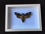 Papillon Sphinx Tête de Mort Acherontia Atropos qualité A1, Antiquités & Art, Enlèvement ou Envoi