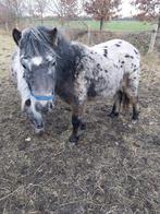 Appalooze hengstje 4 jaar