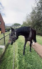 Paard te koop, Dieren en Toebehoren, Paarden, 175 cm of meer, Gechipt, Ruin, 7 tot 10 jaar