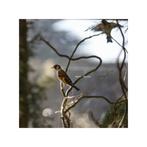 Man Kruising kapoetsensijs X putter 2025, Plusieurs animaux, Oiseau chanteur sauvage, Domestique