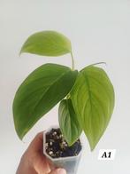 Monstera ec7 (noid), Autres espèces, En pot, Enlèvement ou Envoi, Moins de 100 cm