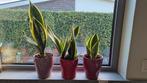 pot Sanseveria / vrouwentong plant, Huis en Inrichting, Ophalen, In pot