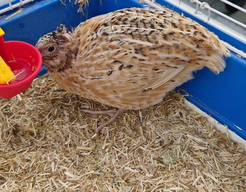 Japanse kwartel man (3 maanden oud), Mâle