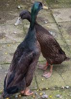 Loopeend koppel, Meerdere dieren, Eend