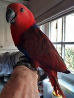 Tamme edelpapegaai, Dieren en Toebehoren