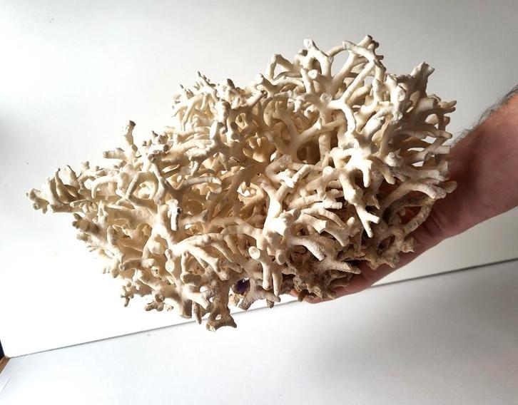 Groot stuk vogelnest koraal, Verzamelen, Mineralen en Fossielen, Schelp(en), Ophalen