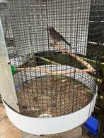 Vlaamse gaai, Dieren en Toebehoren, Geslacht onbekend, Geringd