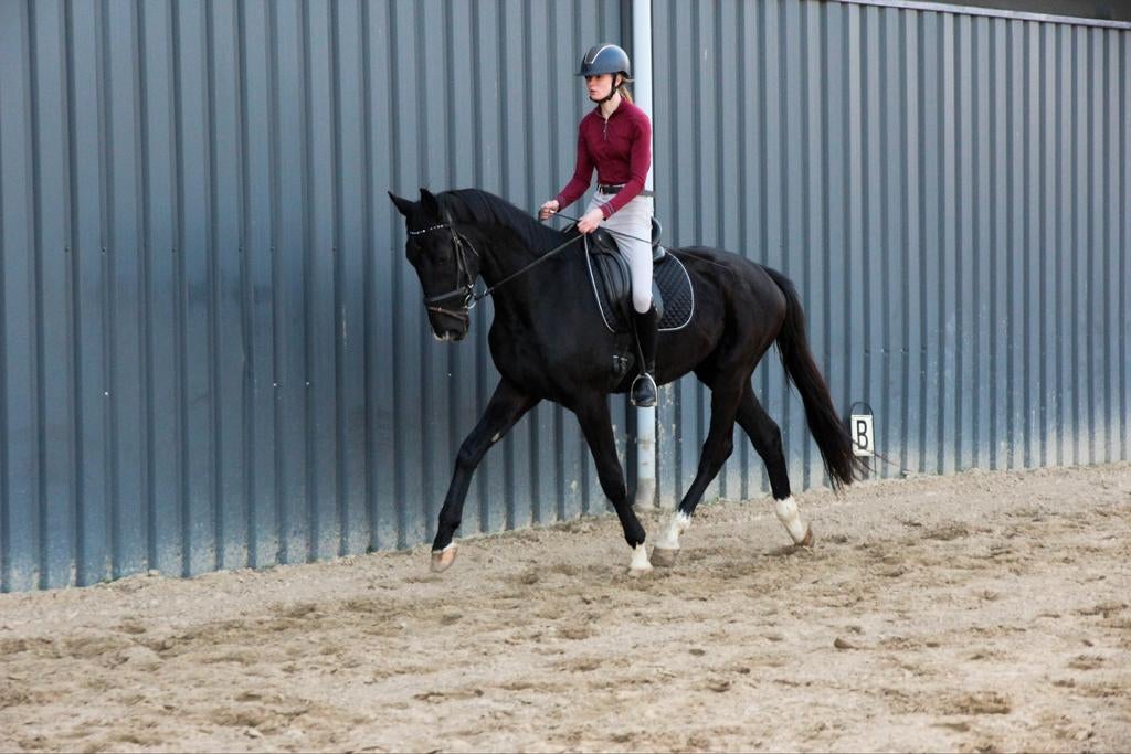 Moeten weg! 2 Talentvolle zwarte dressuurpaarden!!, Ruin, Zadelmak, Dressuurpaard, 3 tot 6 jaar