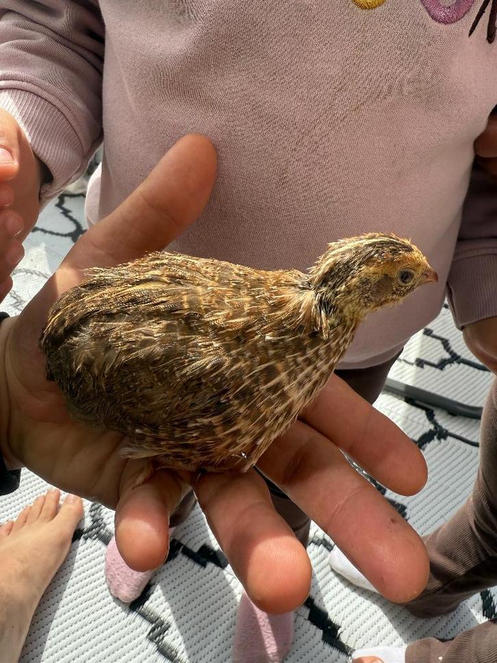 Jumbo Kwartelkuikens, Dieren en Toebehoren, Pluimvee